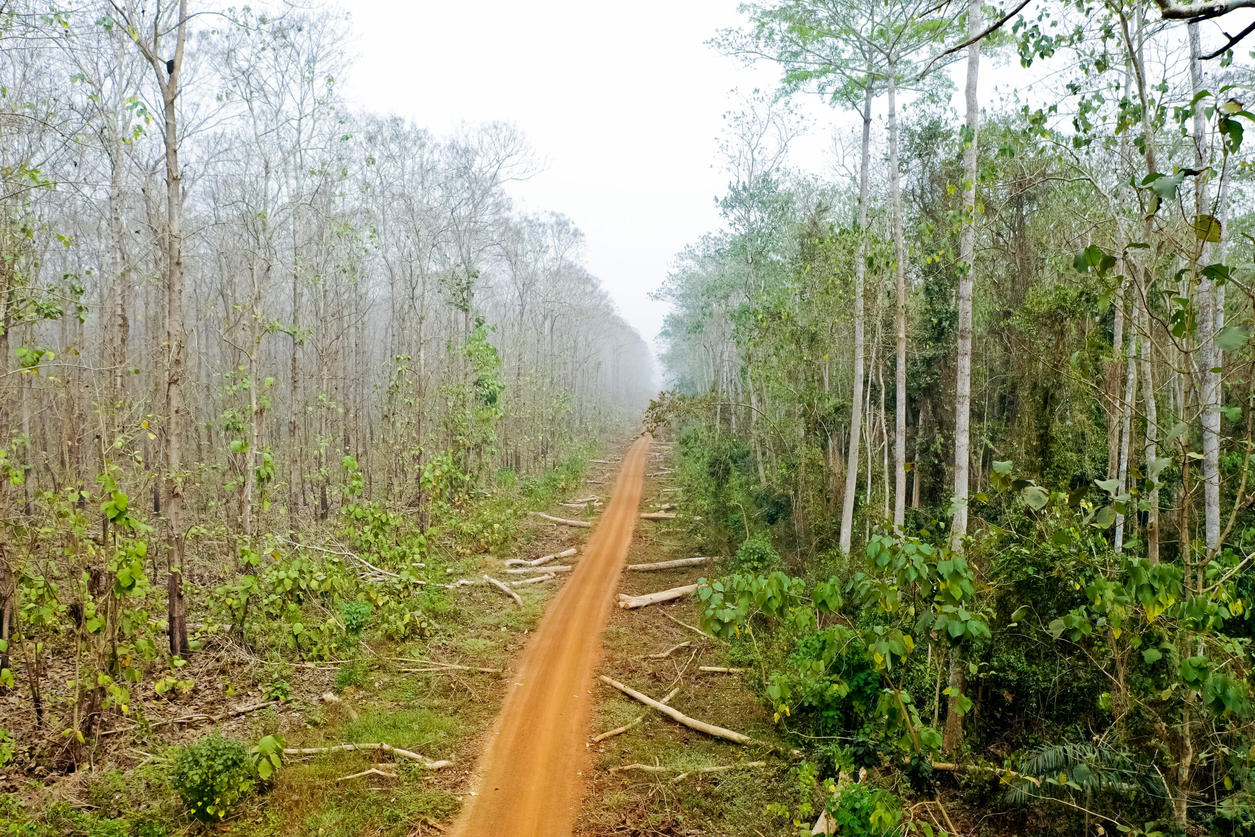 Straße im Regenwald